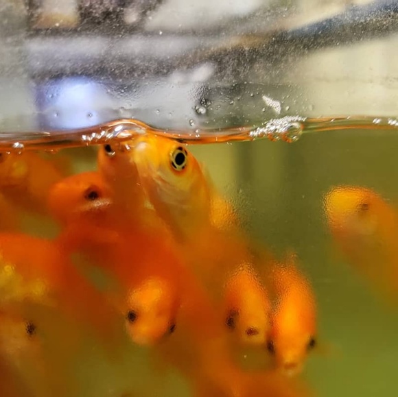 Meet your Posher, Sara - Picture 1 of 1